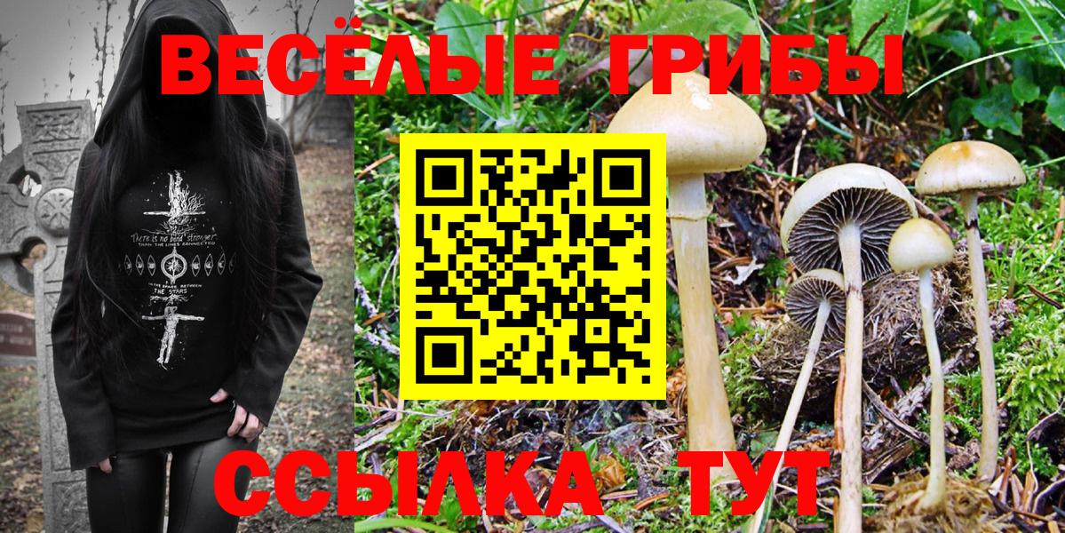 Псилоцибиновые грибы Psilocybe Славгород